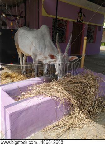 Closeup Of Indian Bull Eating Dry Grass Outside The Home In A Village Tied On Thread