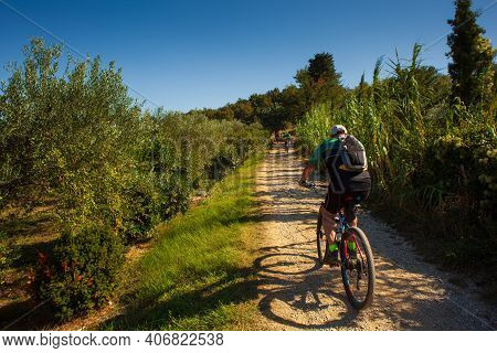 Mountain Bike Cyclist Riding Countryside Track Next To The Olive Groove In Strunjan, Slovenia