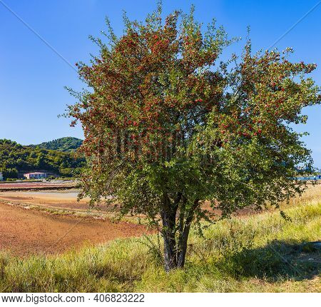 View Of The Common Hawthorn Tree Full Of Red Berries Fruits In The Strunjan Nature Park In Slovenia