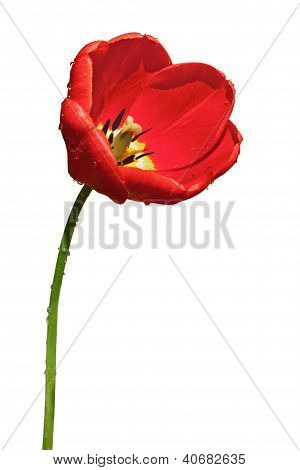 tulipa vermelha
