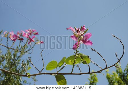 Orkidé træ blossom (Bauhinia variegata)