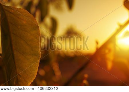 Green Leaf Of Tree During The Sunset