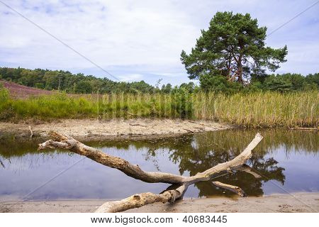Petit ruisseau sur la lande
