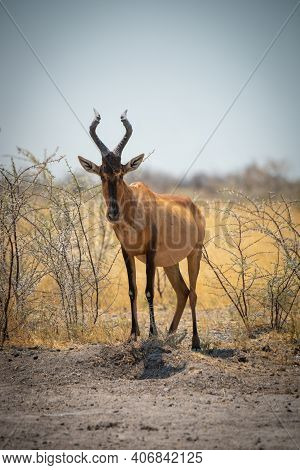 Red Hartebeest Stands In Bushes Eyeing Camera