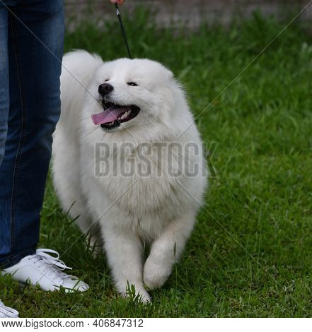 Samoyed Dog (samoyed, Samoyed Husky, Samoyed Spitz, Sammi)