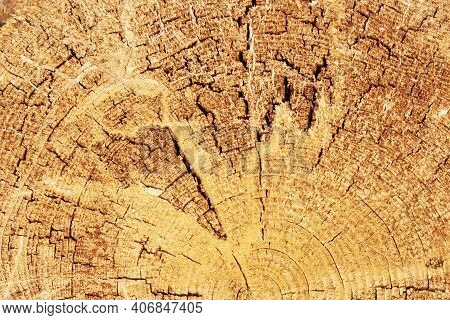Wood Damaged By Bark Beetle. Cutting Of The Trees, Bark Beetle Calamity, Conifer Tree Logs On Pile I