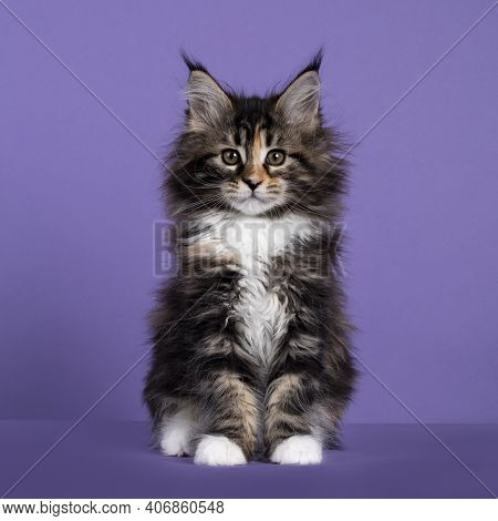 Adorable Fluffy Tortie Maine Coon Cat Kitten, Sitting Up Facing Front. Looking Straigth To Camera. I