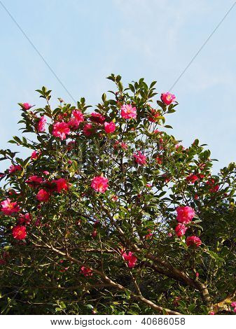Blumen sind blÃ¼hende sasanqua
