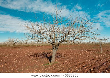 Een pistache boom in Gaziantep, Turkije