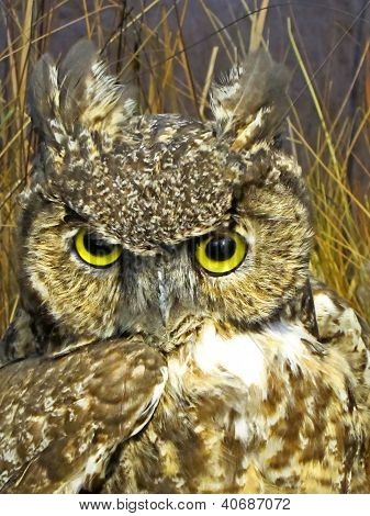 Closeup Of A Great Horned Owl