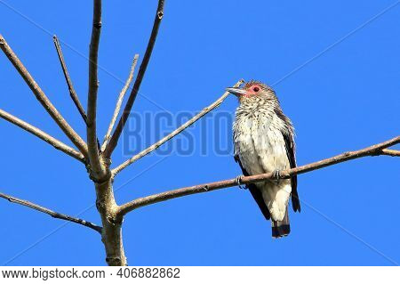 Female Of Black-tailed Tityra (tityra Cayana) Perched On The Dome Of A Coconut Tree Under The Blue S