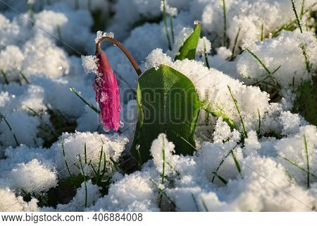 Russia. Mountain Altai. Spring Kandyk Siberian, Covered With The Last Snow In The Sun.