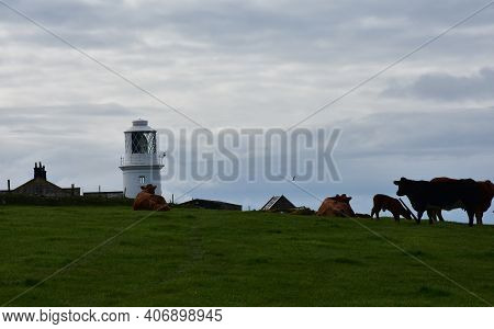 Grazing Cows In A Field Near St Bees Lighthouse In Cumbria England.