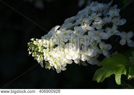 Oakleaf Hydrangea (hydrangea Quercifolia 'snow Flake' ) Is A Hidrangeaceae Deciduous Shrub With Brig