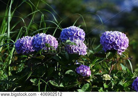 Hydrangea Is A Hydrangeaceae Deciduous Shrub That Produces White, Blue, Purple Or Red Flowers With A