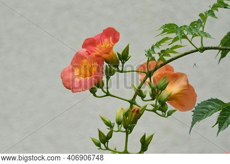 The Chinese Trumpet Creeper Is A Bignoniaceae Deciduous Vine With Beautiful Orange Flowers That Bloo