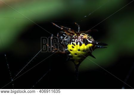 Gasteracantha Hasselti In The National Park Forests Of Thailand