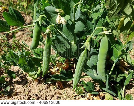 Macro Of Growing Peas In The Field, Ripe Fresh Green Peas In Organic Farm, Green Peas Hanging In Pla