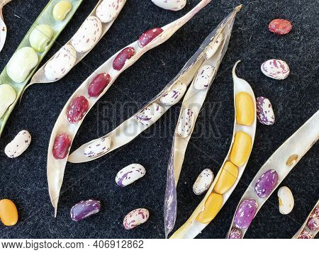 Group Of Opened Colorful Kidney Beans Pod With Black Background, High Angle View Of Opened Kidney Be