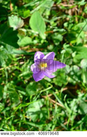 Violet And Orange Flower Close-up On Green Leaves Background. Crocus Nudiflorus Autumn Flowering.