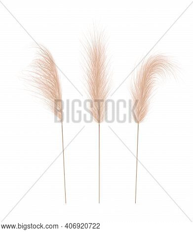 Pampas Grass Collection. Floral Ornament Elements In Boho Style. Vector Illustration Isolated On Whi