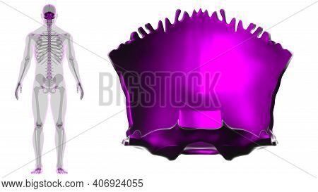 Human Skeleton Skull Occipital Bone Anatomy For Medical Concept