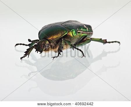 Cetonia Aurata på et spejl