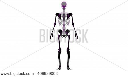 Human Skeleton Appendicular Skeleton Anatomy 3d Illustration