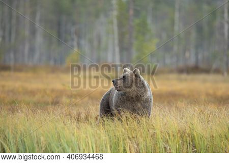 Brown Bear In The Nature Habitat Of Finland, Finland Wildlife, Rare Encounter, Big Predator, Europea