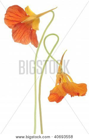 Nasturtium