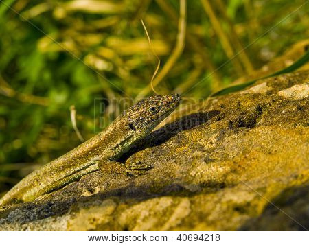 Lizzard na skále