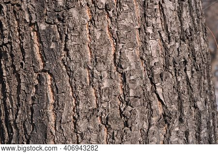 The Bark Of The Tree. Fln For Wallpaper. Background For A Photo Shoot, Texture Of A Tree. Natural Tr