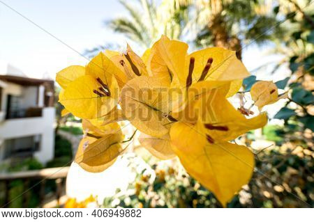 Yellow Flowers On The Bush At Summer Teracce In The Garden