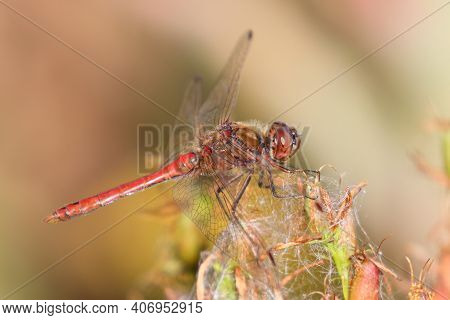 Vagrant Darter Is A Beautiful Dragonfly Flying In Autumn Summer