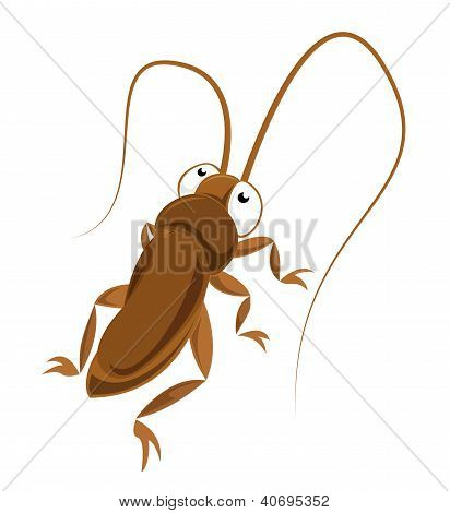 Big-eyed cockroach
