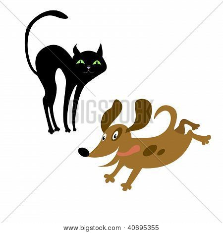Cat and dog