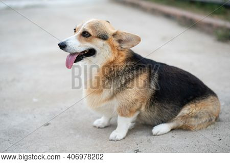 Corgi Dog Sitting On The Ground In Summer Day