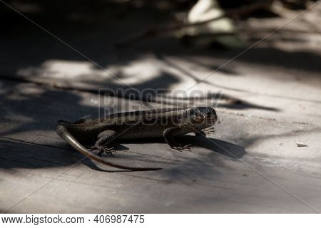 Striped Skink, Trachylepis Striata