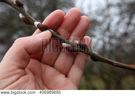 Spring. A Hand Holding A Willow Branch