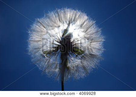 Одуванчик