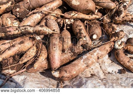 Cassava For Tapioca Flour Industry, Raw Yucca Tuber, Pile Of Cassava