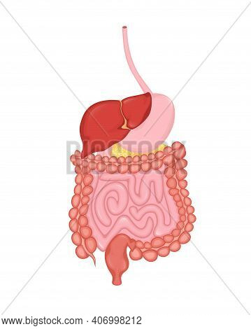 Cartoon Digestive System For Medical Design. Flat Vector Illustration. Isolated Vector Illustration.