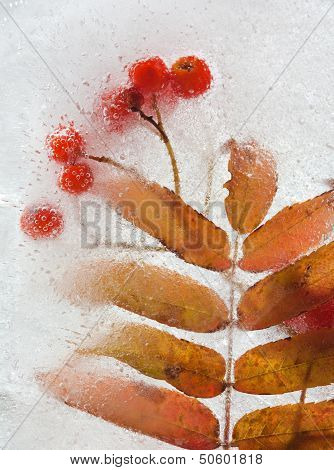 Icy Plants