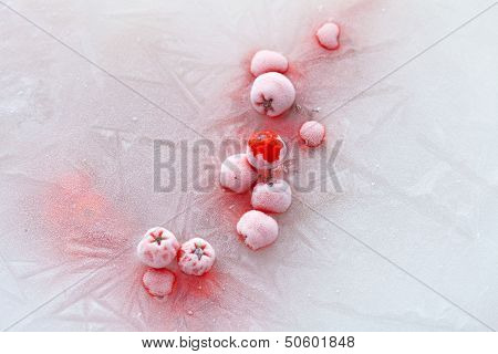Icy Plants