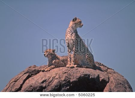 Guépard
