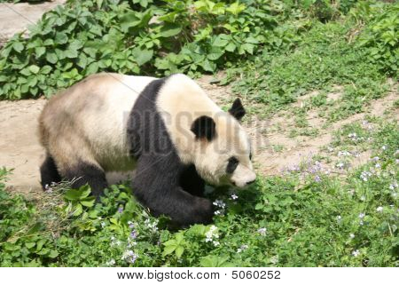 Giant Panda