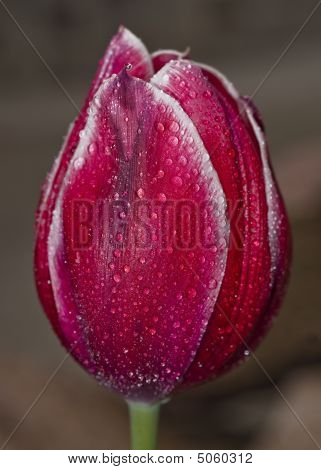 rote Tulpe mit Tröpfchen