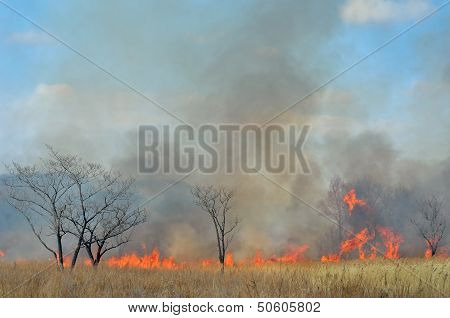 Brushfire