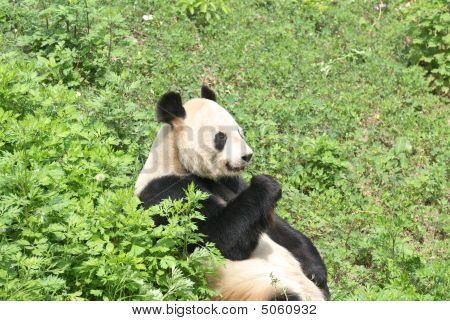 Giant Panda