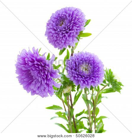 tree aster violet  flowers